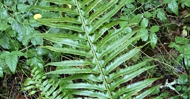 Pacific Northwest Forest Fern