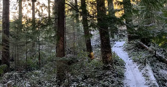 Winter Mountain Biking: Cumberland BC