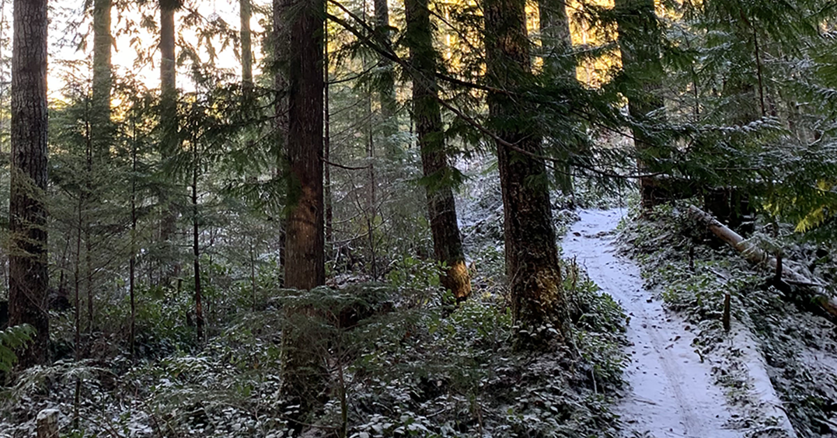 Winter Mountain Biking: Cumberland BC